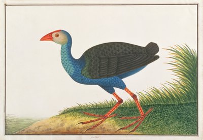 Purpurhuhn, aus Zeichnungen von Vögeln aus Malakka, ca. 1805-18 von Chinese School